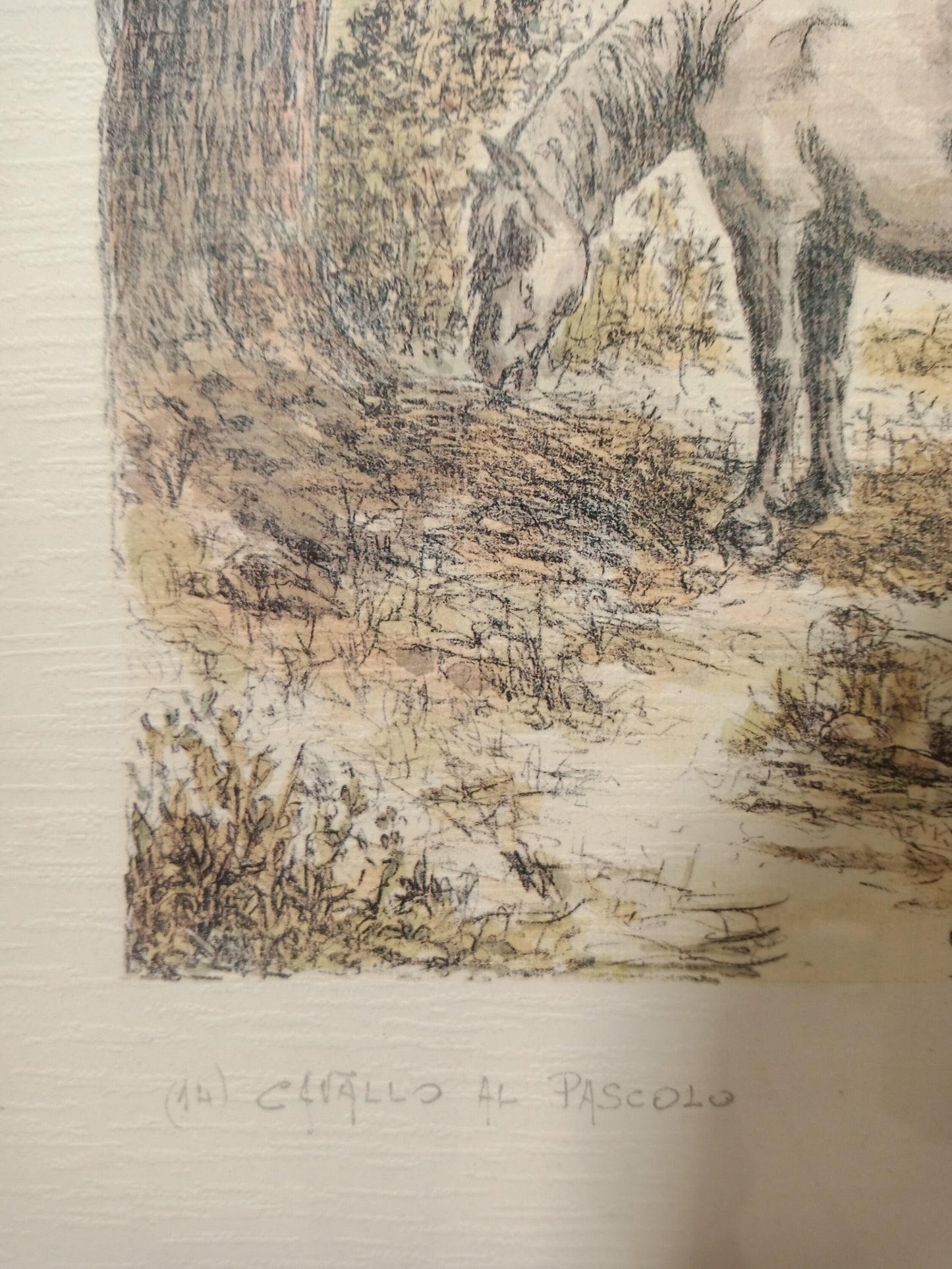 Litografia cavallo al pascolo