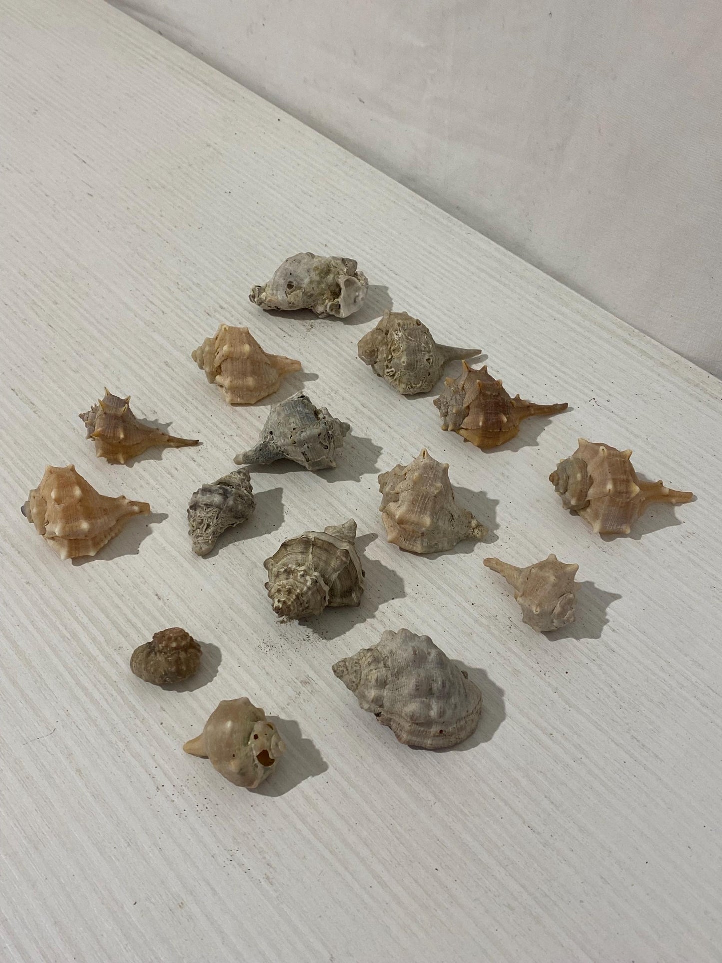 Set di 15 conchiglie naturali italiane (2,5 - 6 cm) - Murex e Buccinum per decorazioni e collezioni