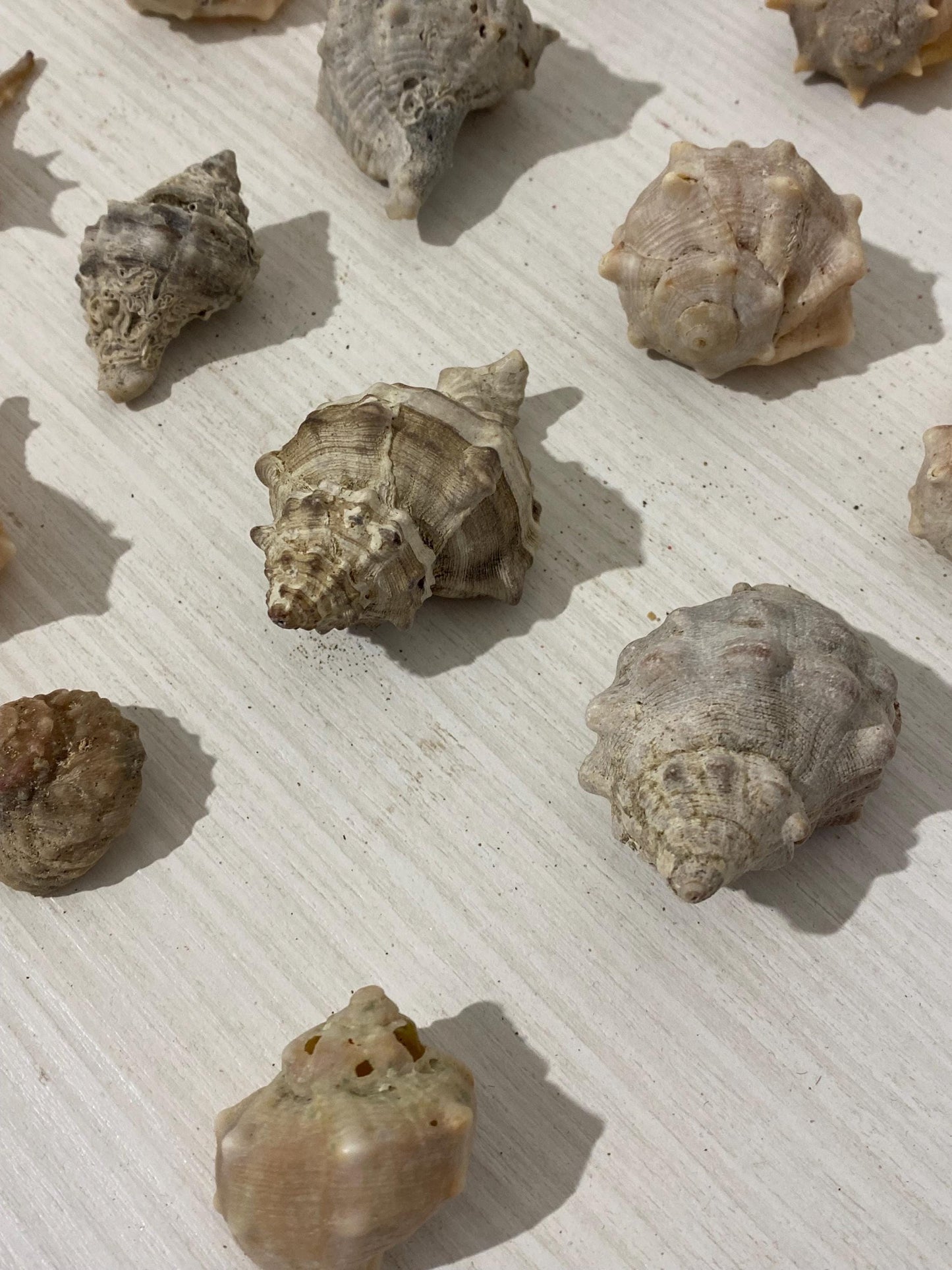 Set di 15 conchiglie naturali italiane (2,5 - 6 cm) - Murex e Buccinum per decorazioni e collezioni