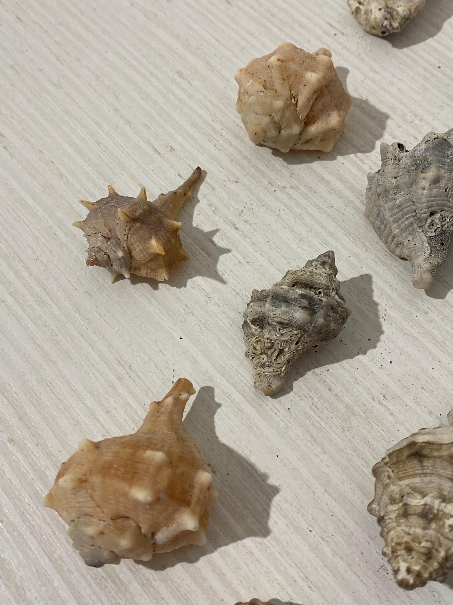 Set di 15 conchiglie naturali italiane (2,5 - 6 cm) - Murex e Buccinum per decorazioni e collezioni