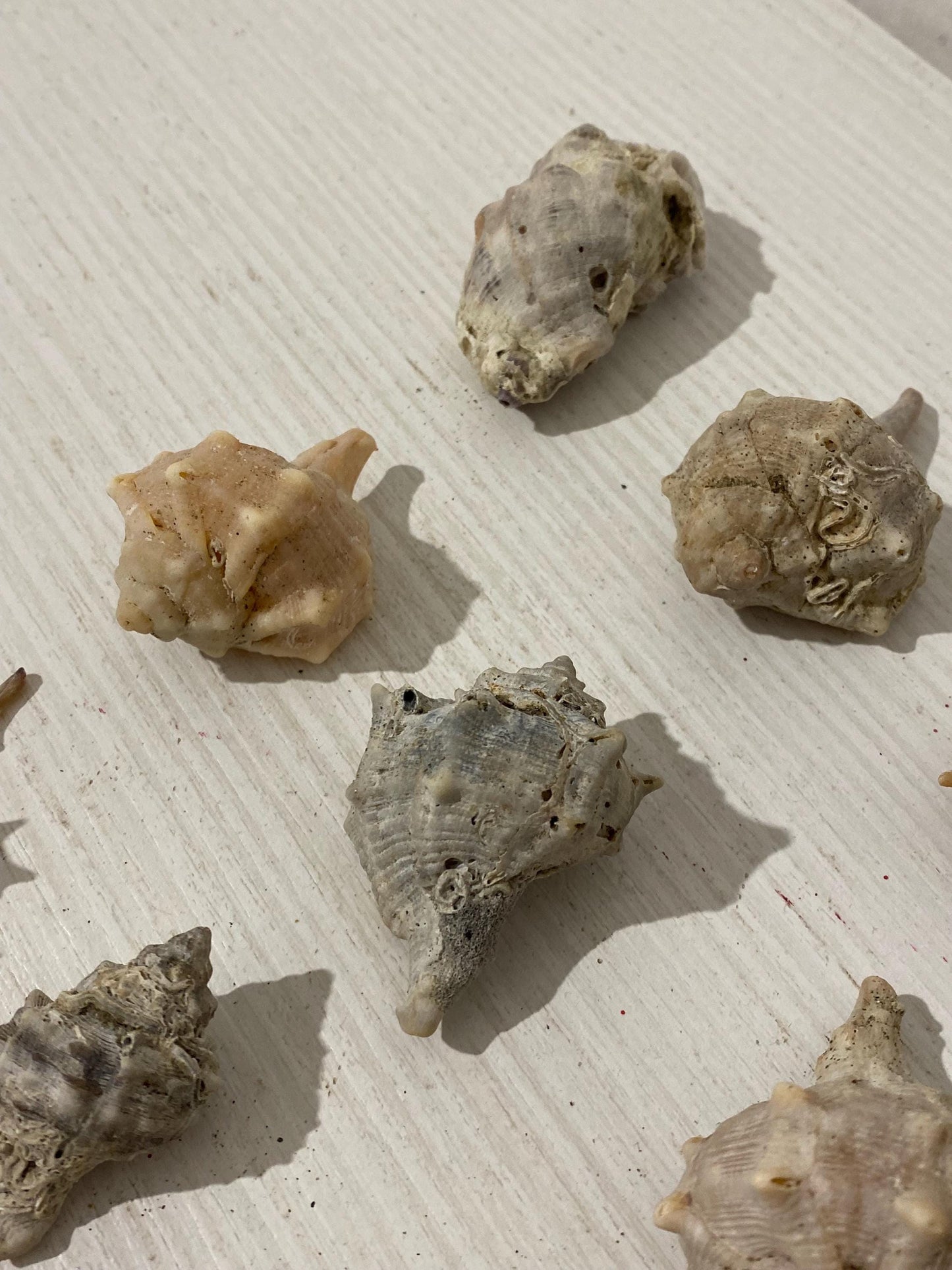 Set di 15 conchiglie naturali italiane (2,5 - 6 cm) - Murex e Buccinum per decorazioni e collezioni