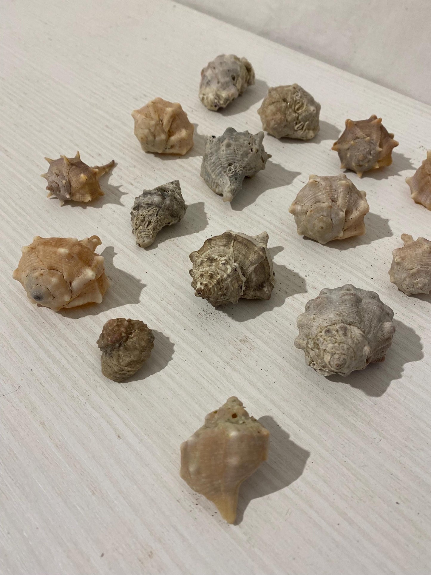 Set di 15 conchiglie naturali italiane (2,5 - 6 cm) - Murex e Buccinum per decorazioni e collezioni