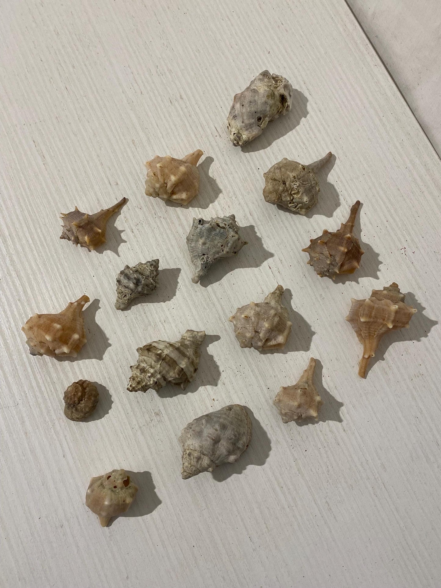 Set di 15 conchiglie naturali italiane (2,5 - 6 cm) - Murex e Buccinum per decorazioni e collezioni