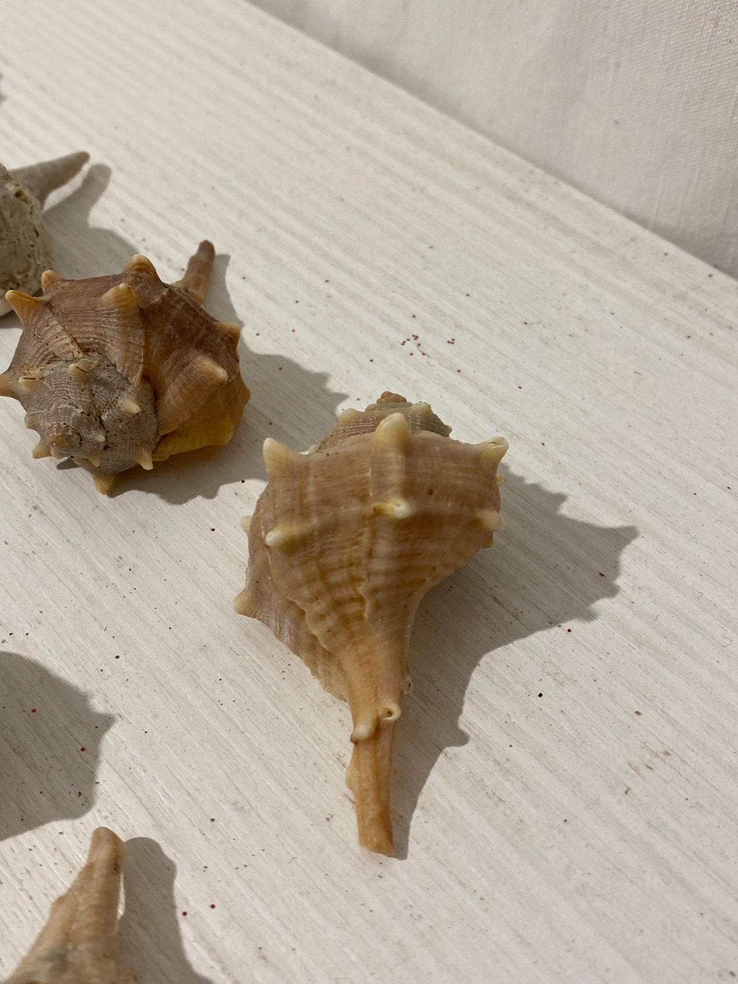 Set di 15 conchiglie naturali italiane (2,5 - 6 cm) - Murex e Buccinum per decorazioni e collezioni
