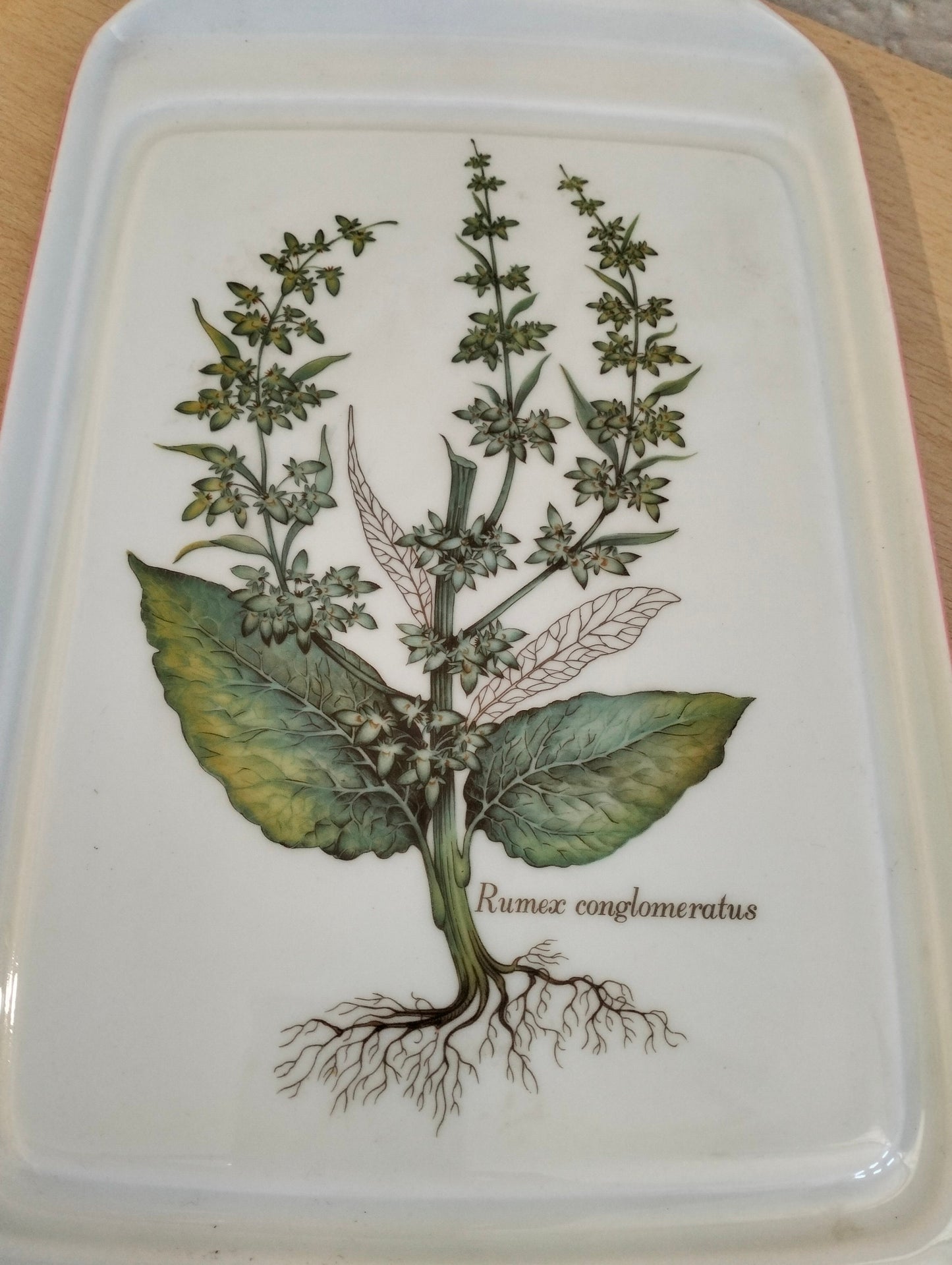Vassoio in porcellana rumex conglomeratis