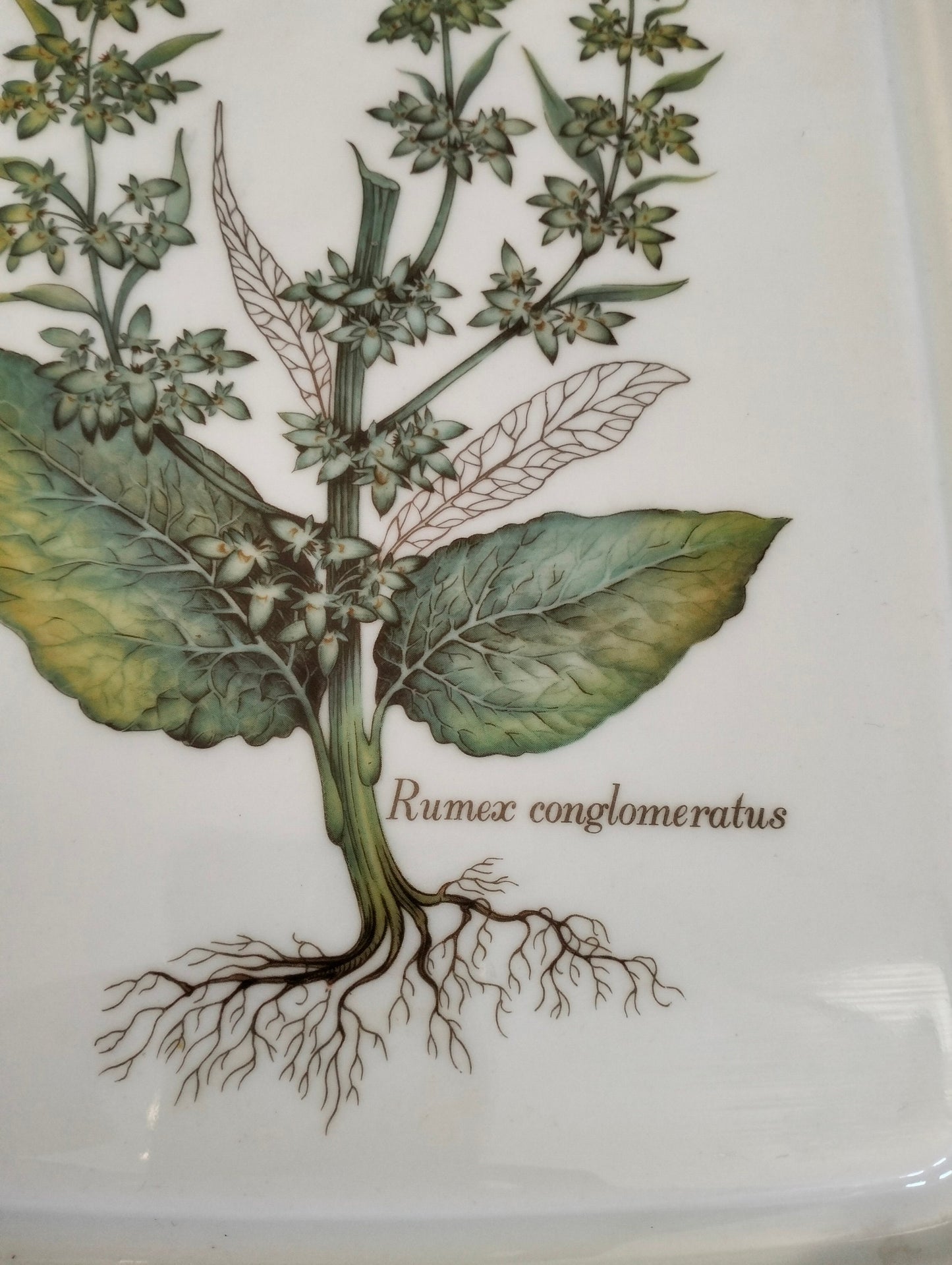 Vassoio in porcellana rumex conglomeratis