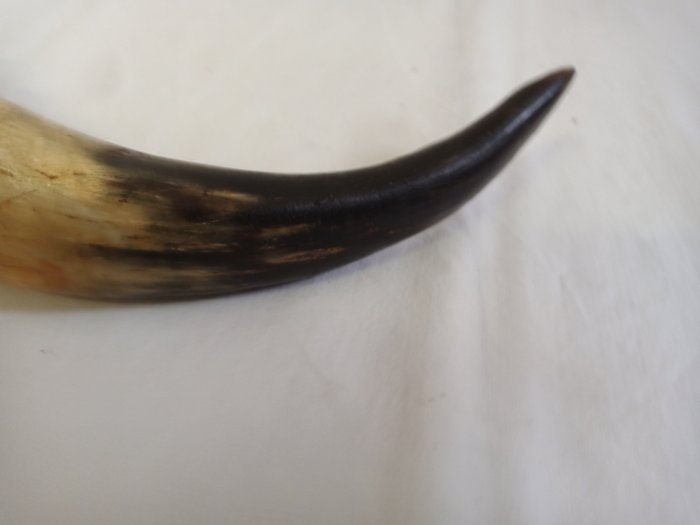 Corno Decorativo con Tappo in Legno - Un Pezzo unico per l'Arredamento