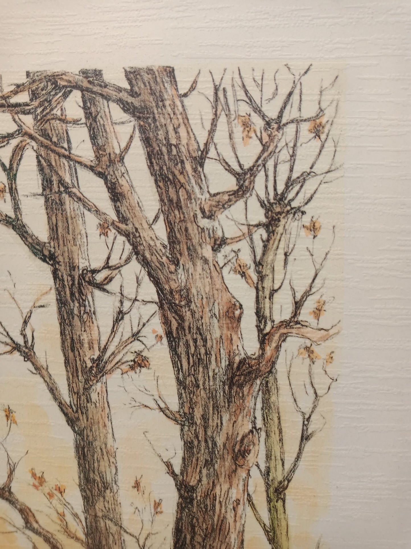 Litografia cavallo al pascolo