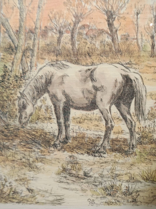 Litografia cavallo al pascolo