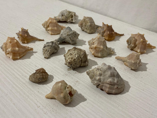 Set di 15 conchiglie naturali italiane (2,5 - 6 cm) - Murex e Buccinum per decorazioni e collezioni